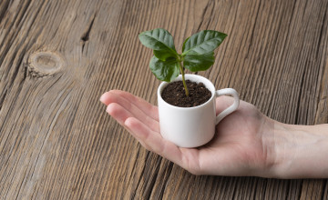 Kávézaccot raksz a növények alá?Így használjd helyesen!